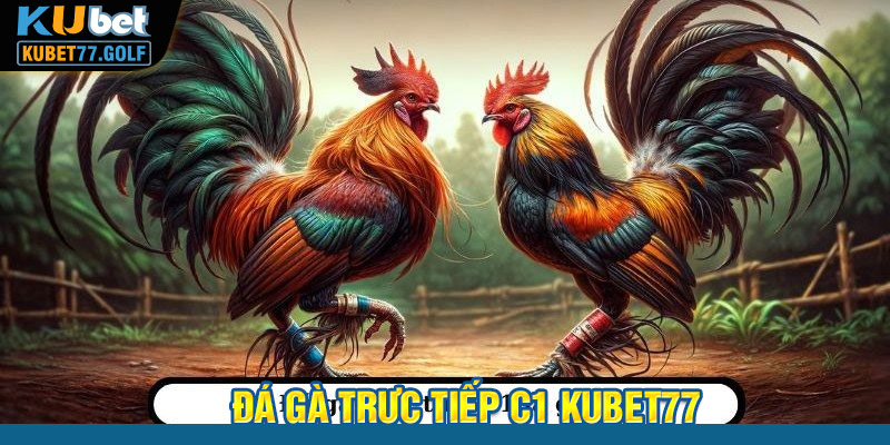 Đá Gà Trực Tiếp C1 - Sân Chơi Hút Khách Tại Kubet77