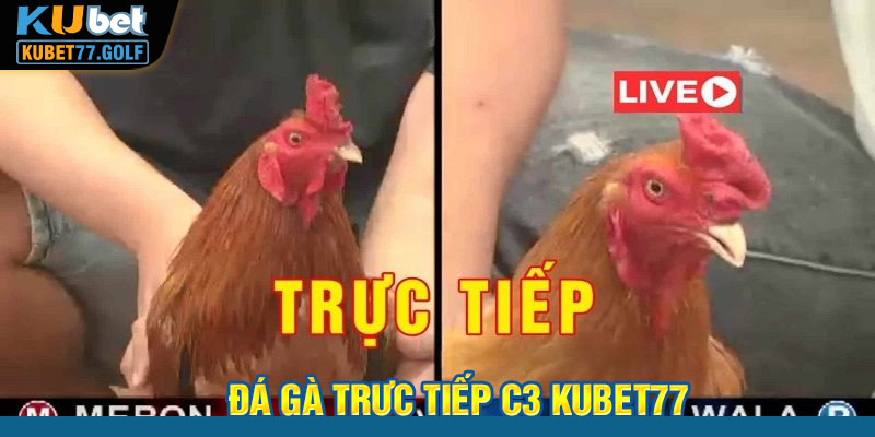 Đá gà trực tiếp C3 Kubet77 - Tổng hợp những điều bạn chưa biết