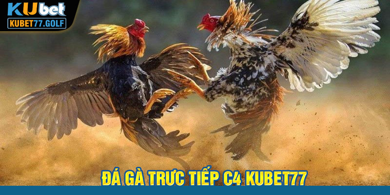 Đá Gà Trực Tiếp C4 Tại Kubet77 Cực Kỳ Chuyên Nghiệp